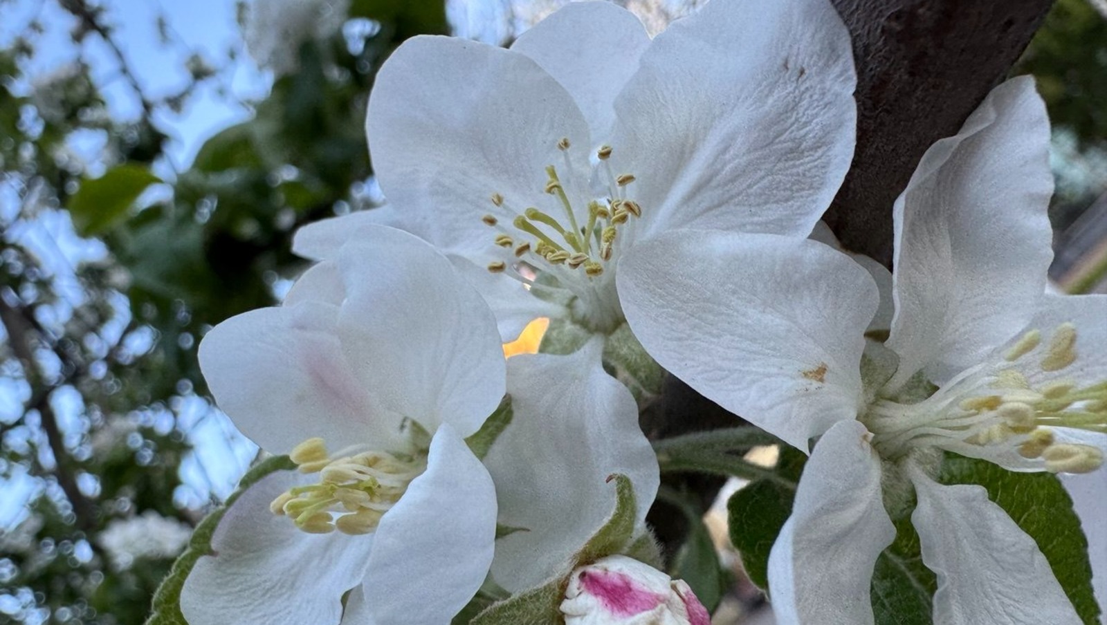 Елены Колоколовой.