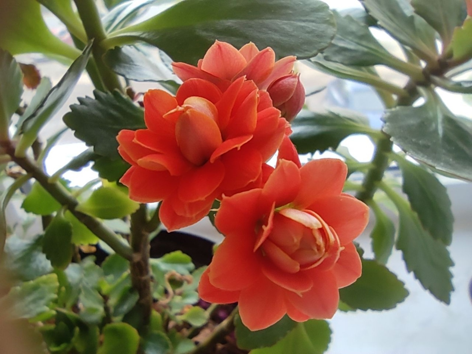 Дарьи Святохиной.