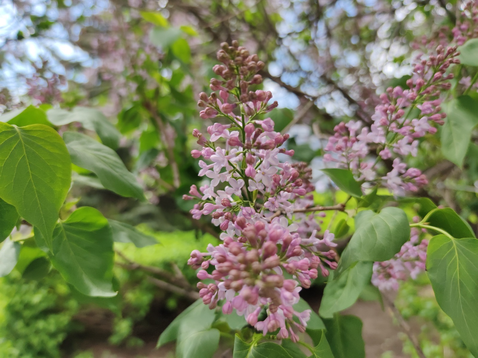 Дарьи Святохиной.