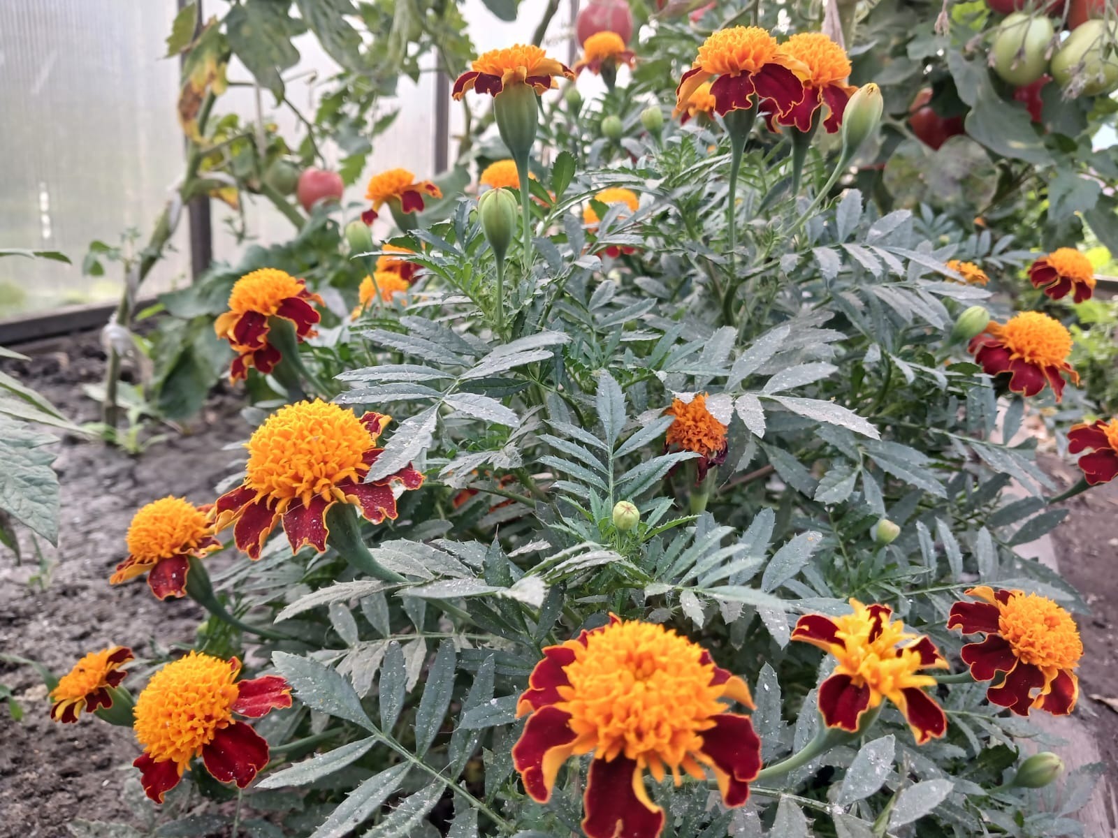 Васили Саитовой.