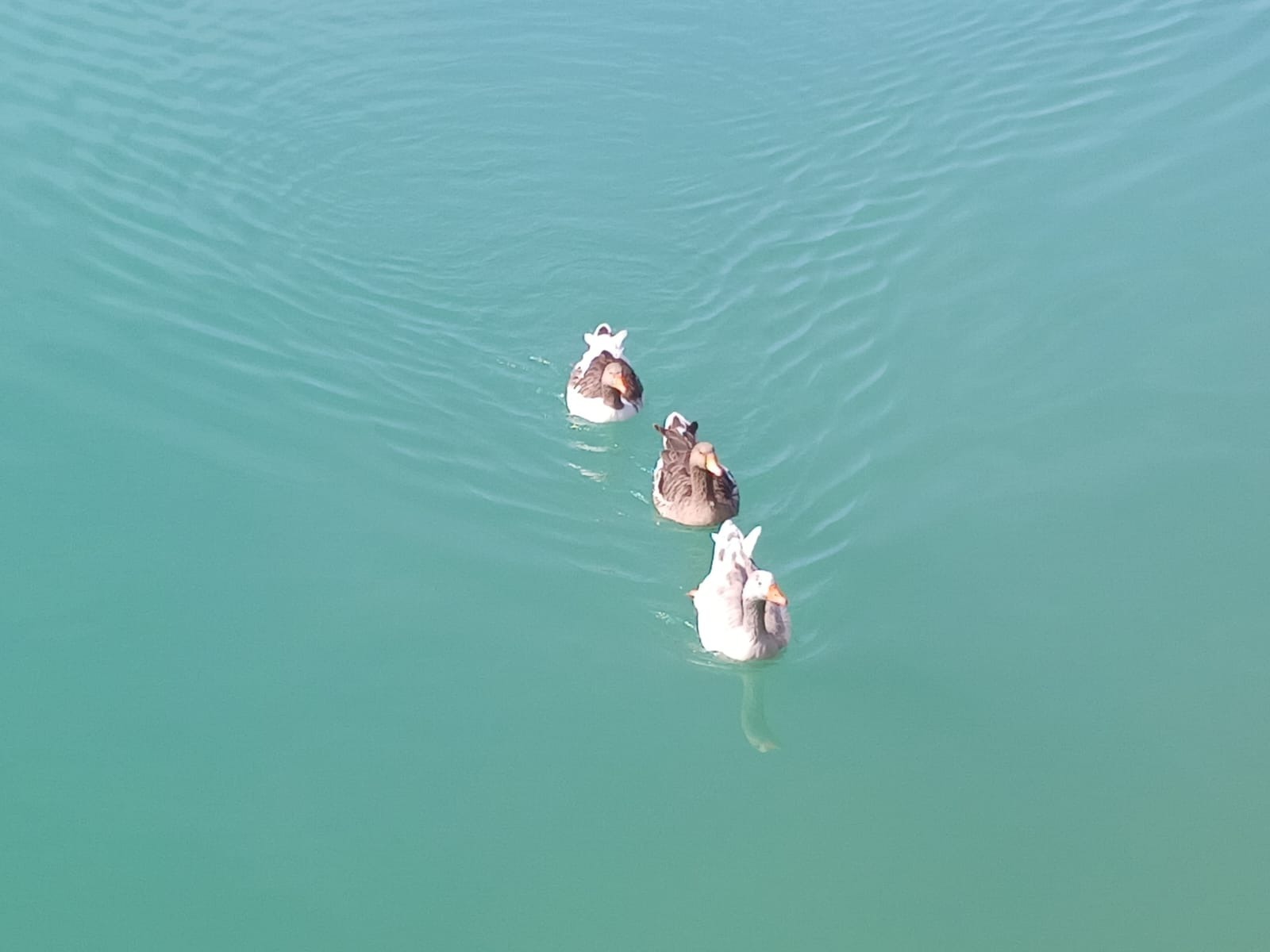 Васили Саитовой. «Общественная электронная газета».