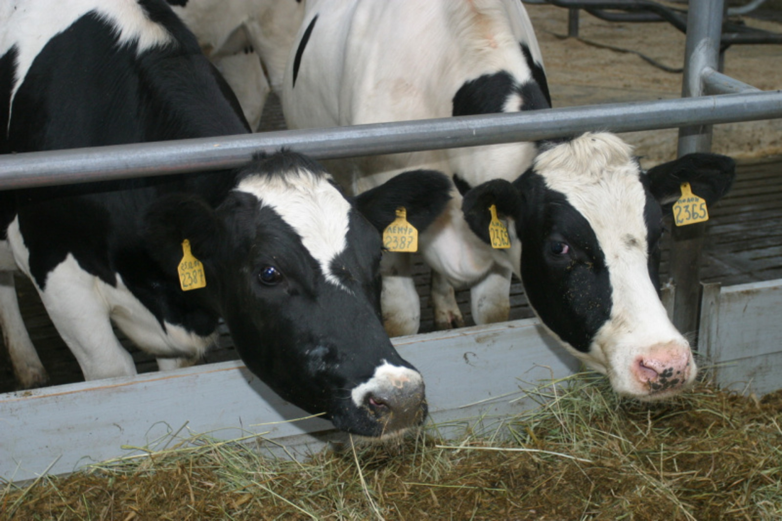 Фото Олега Яровикова.