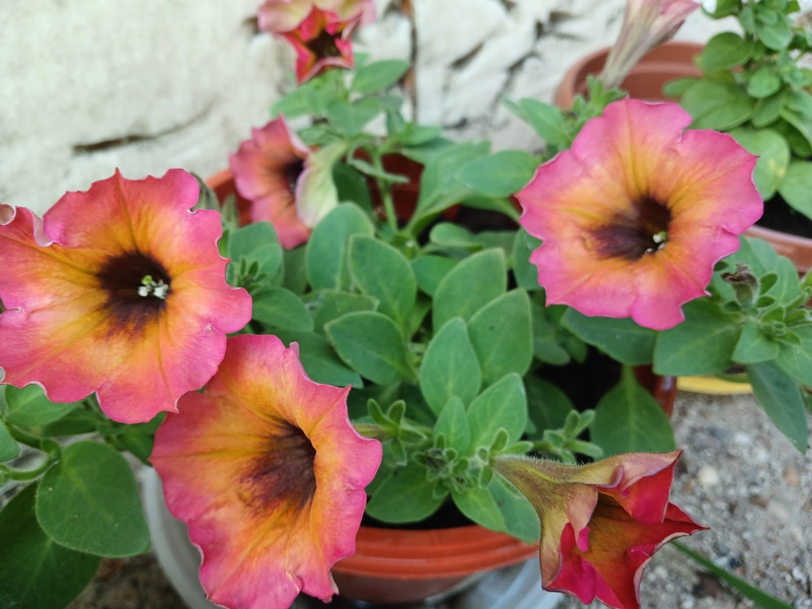 Васили Саитовой.