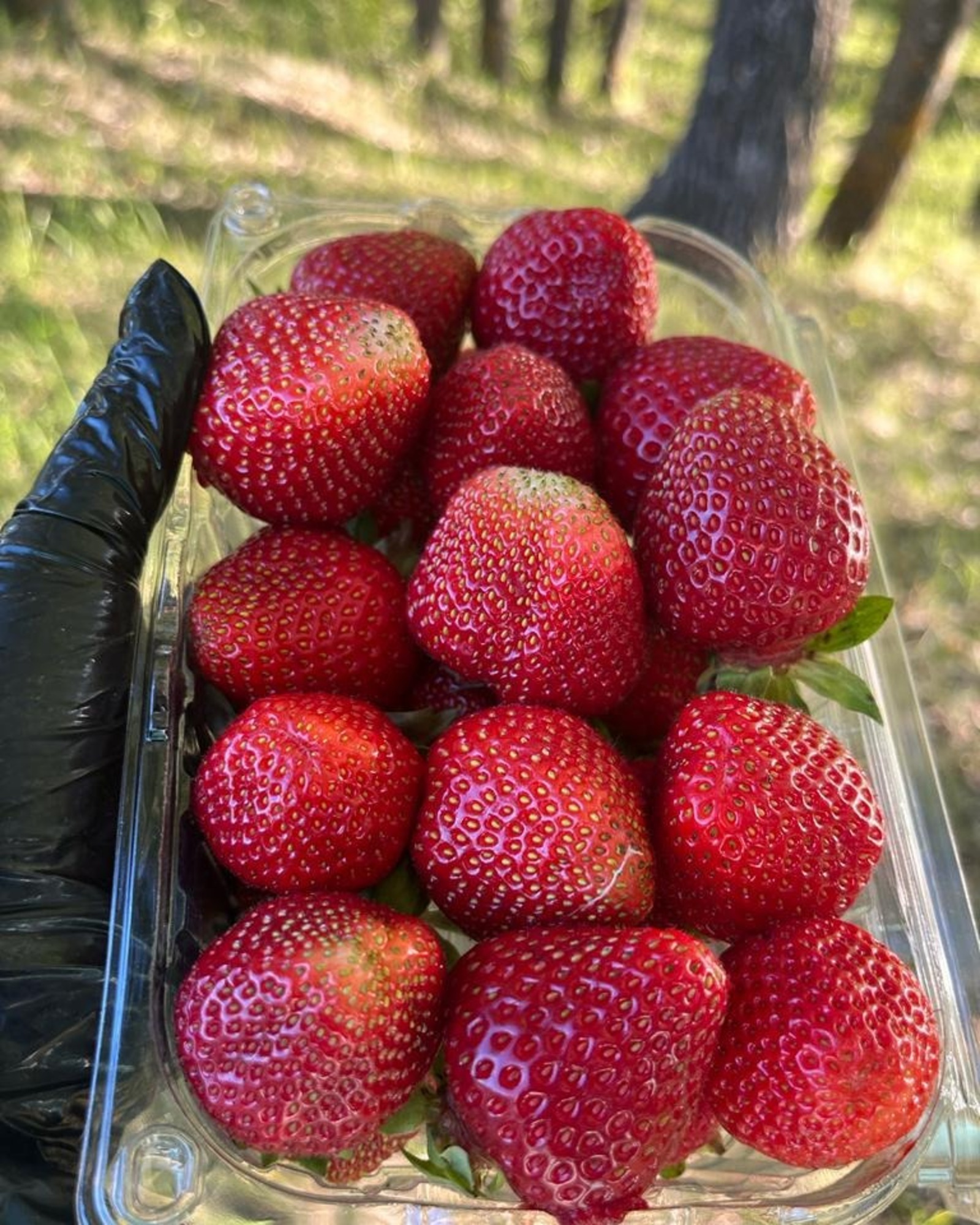 предоставлено Олегом Димитриевым.