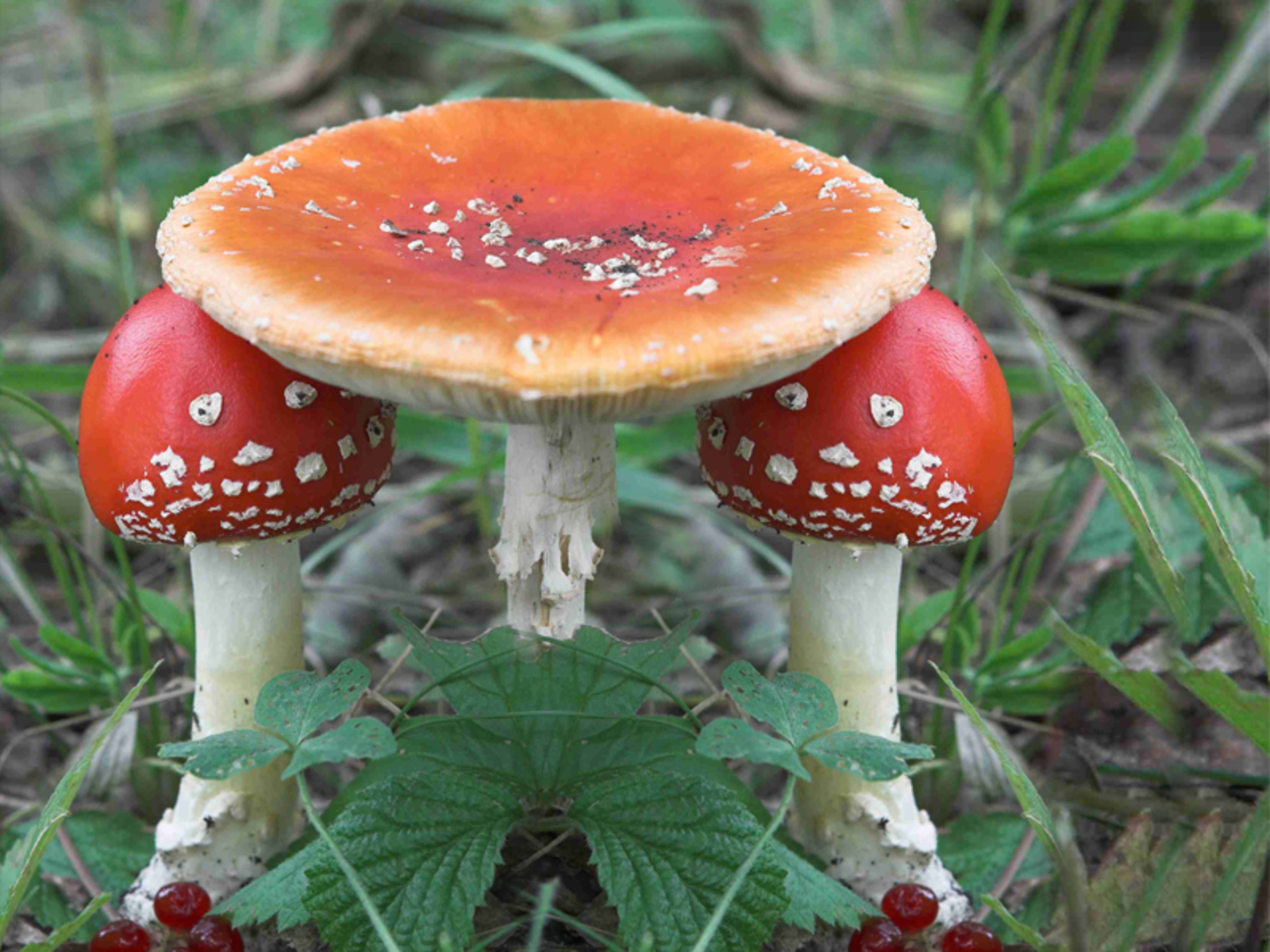 Фото Андрея Старостина.