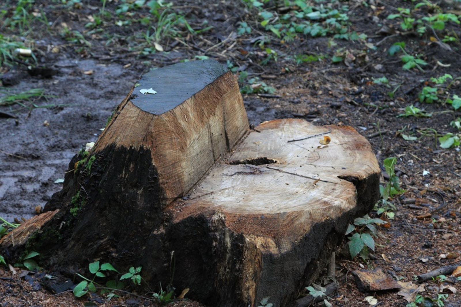 Фото Олега Яровикова.