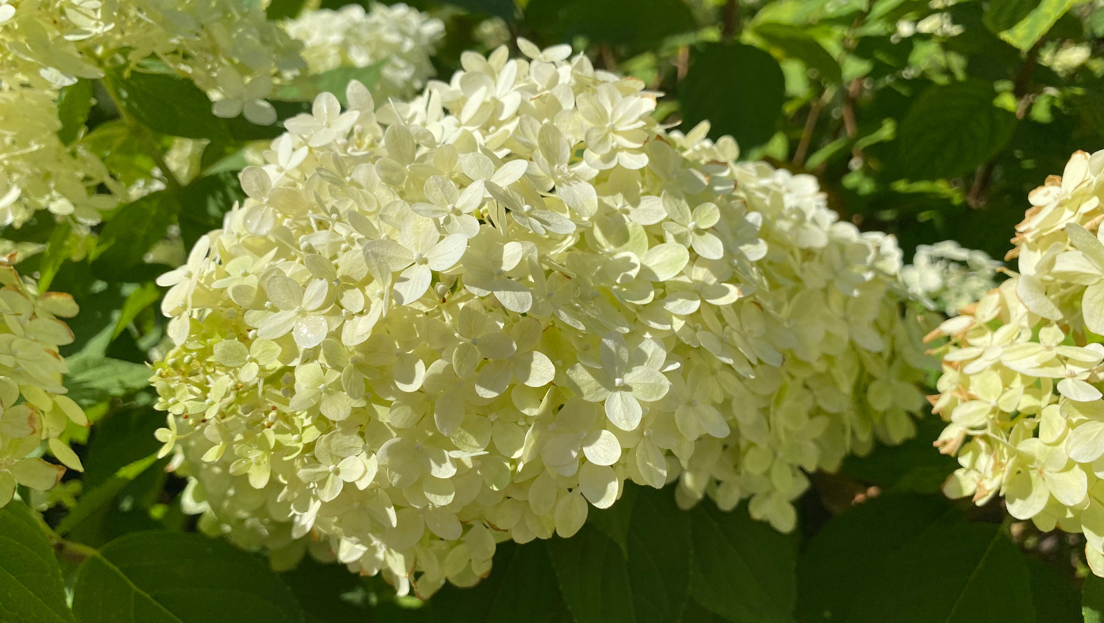 Елены Колоколовой.