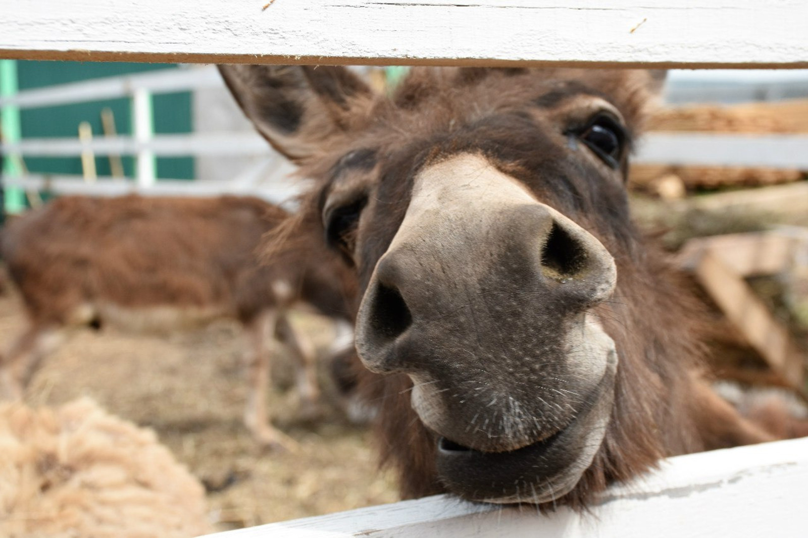 Елены Колоколовой.