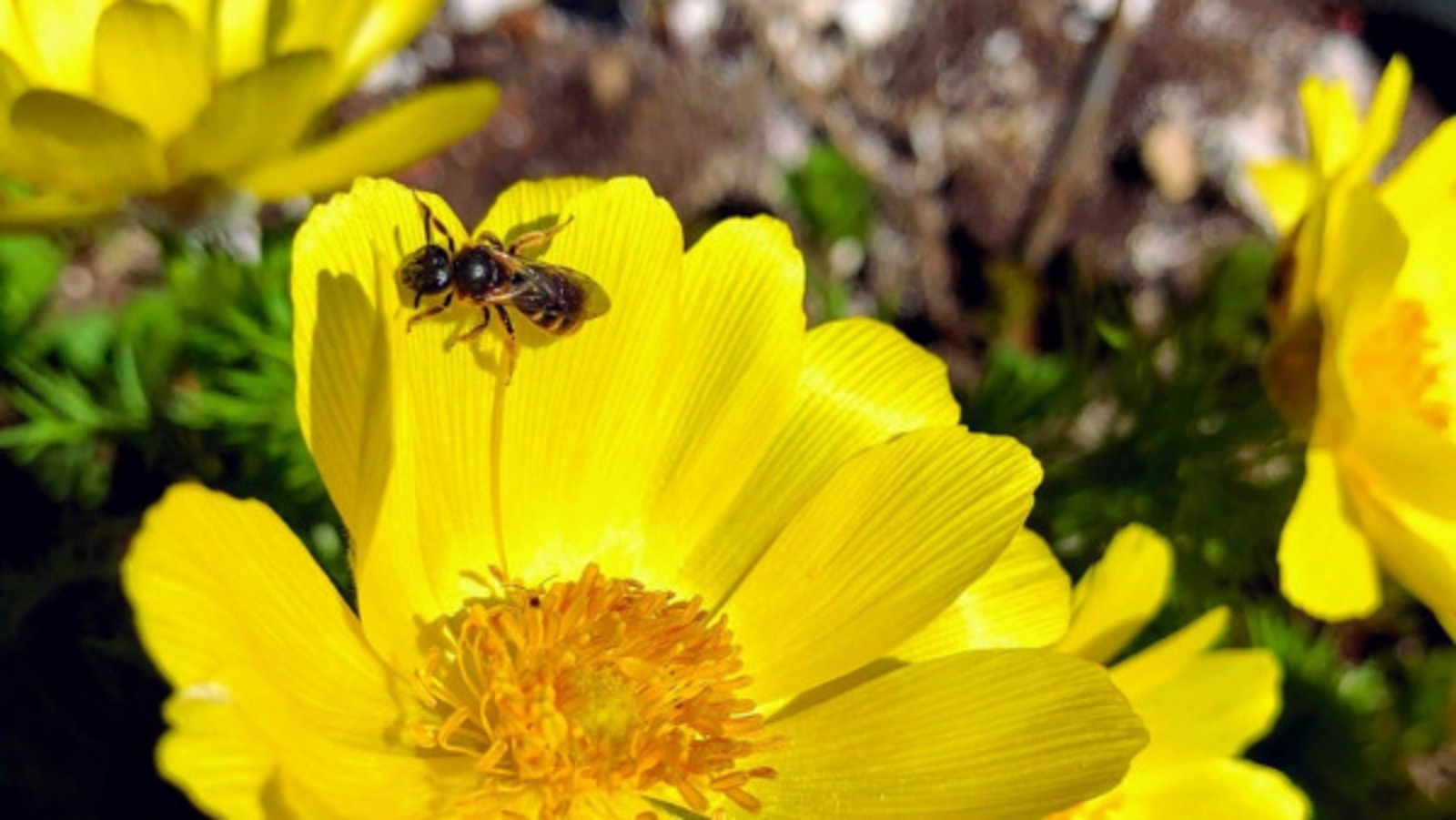 Елены Колоколовой.