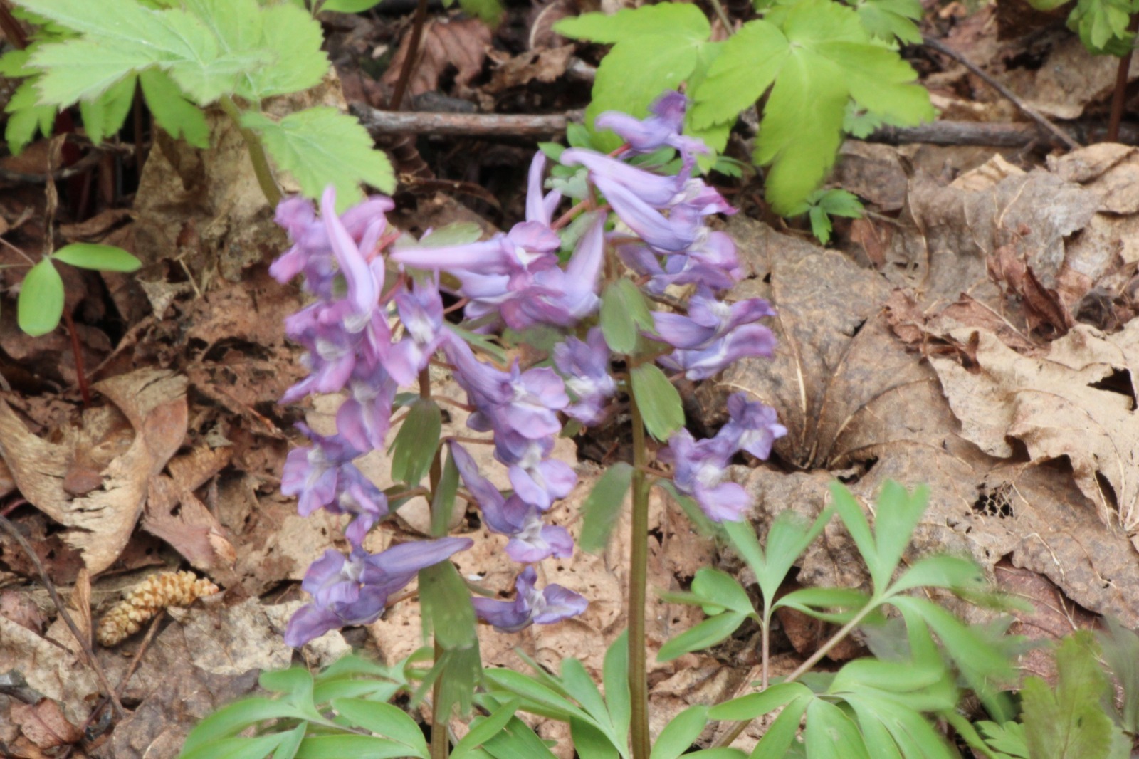 Евгении Сюткиной. «Общественная электронная газета».
