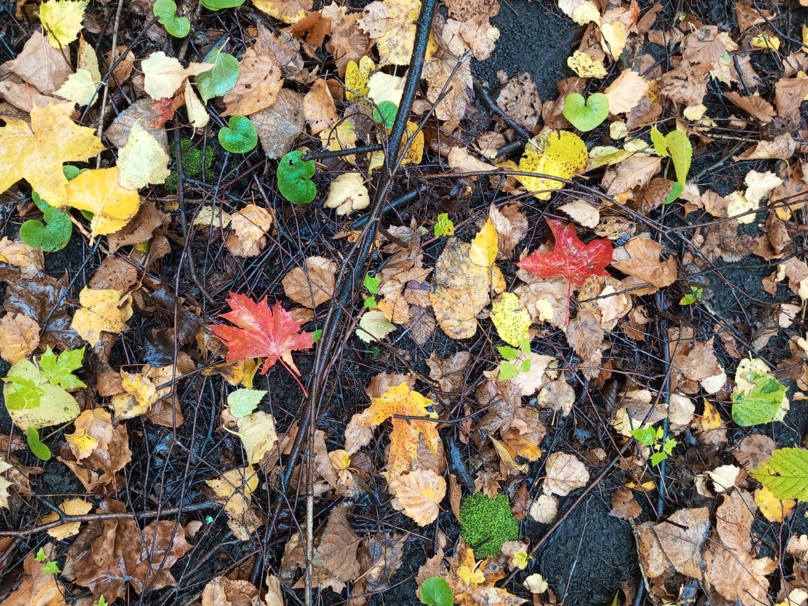 Евгении Сюткиной.