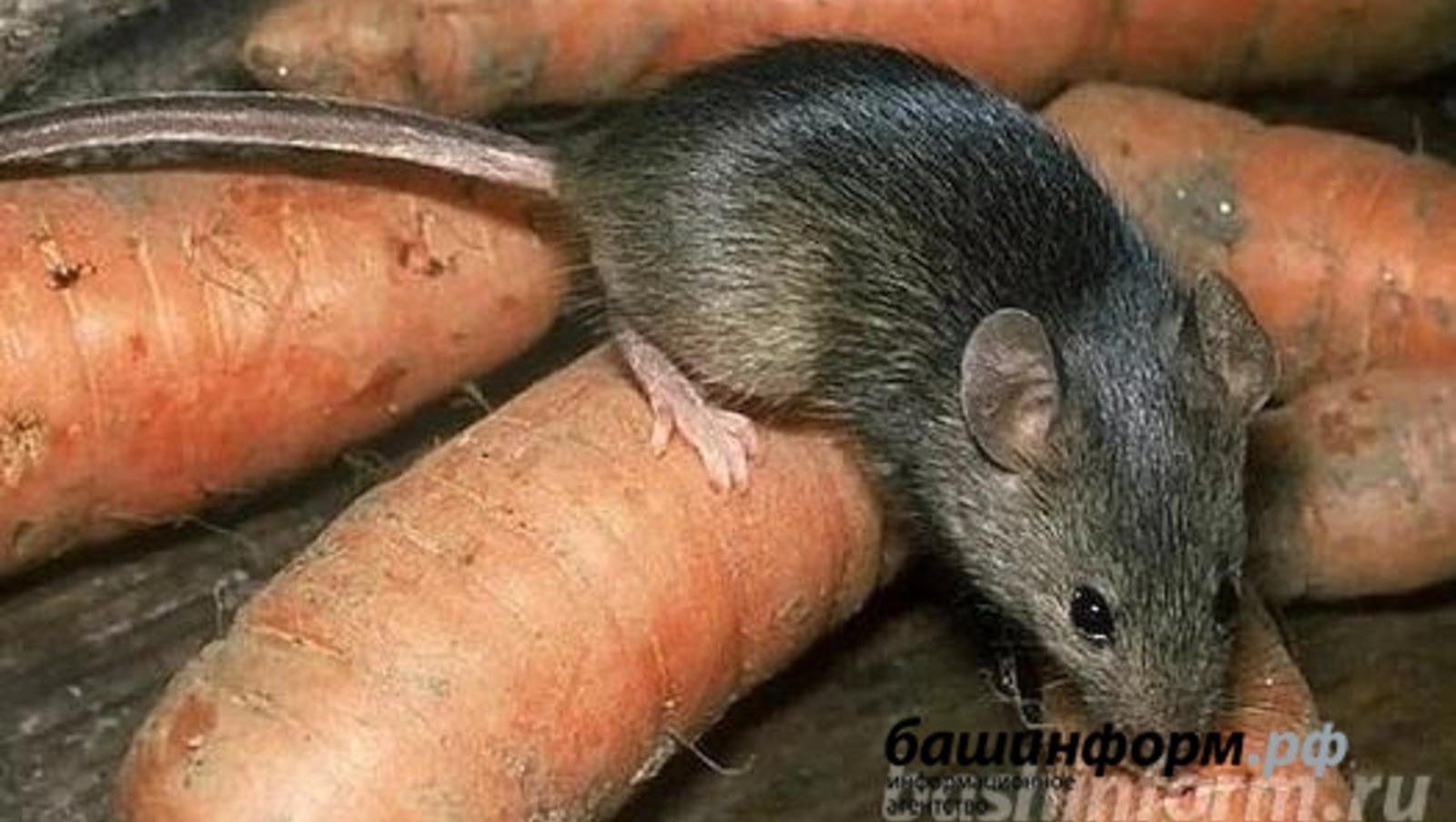 ИА «Башинформ».