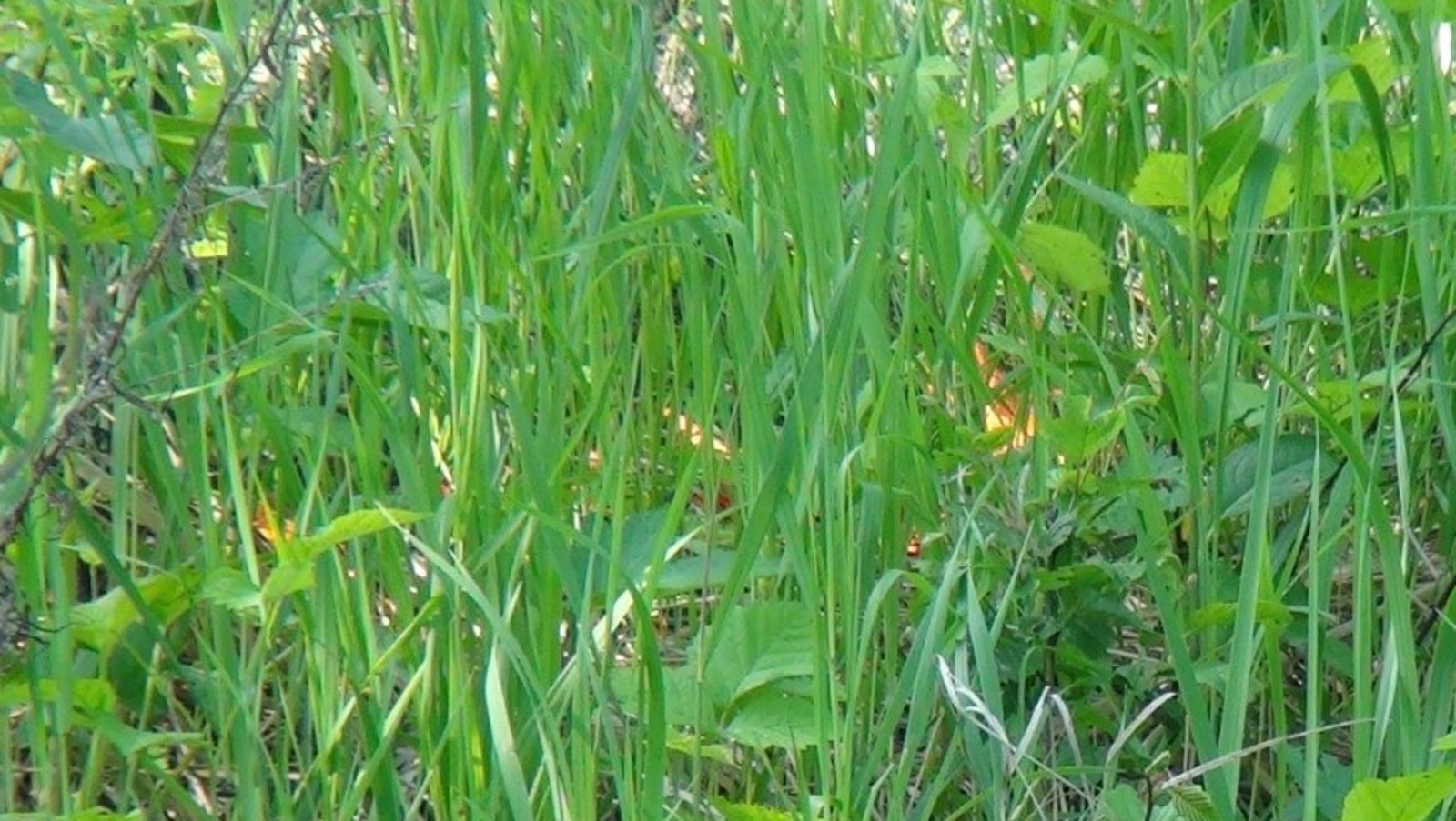 Владимира Шакиева.