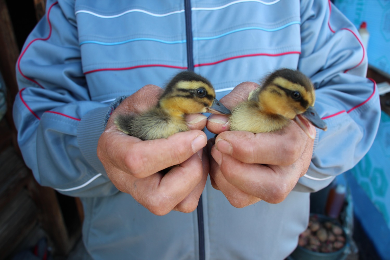 Евгении Сюткиной.