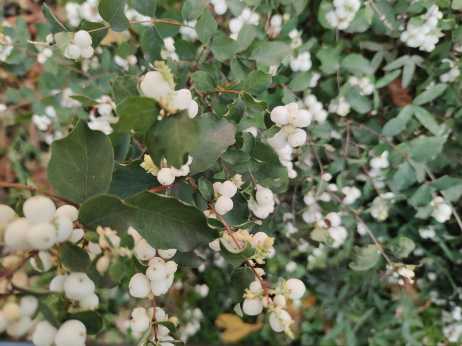Дарьи Святохиной. «Общественная электронная газета».