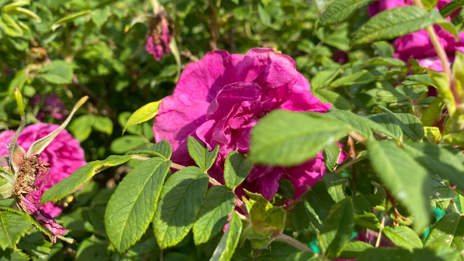 Елены Колоколовой.