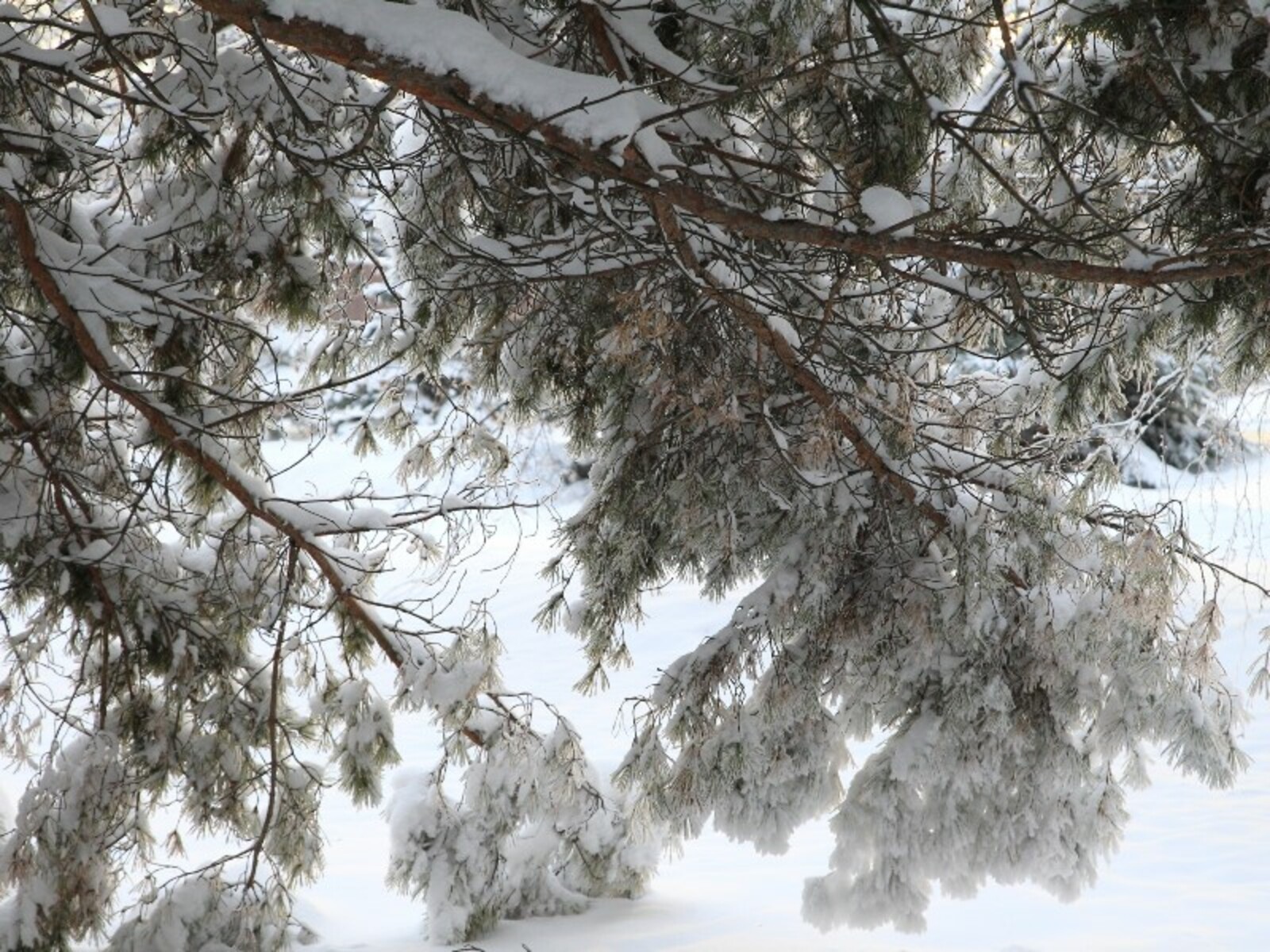 Фото Олега Яровикова.