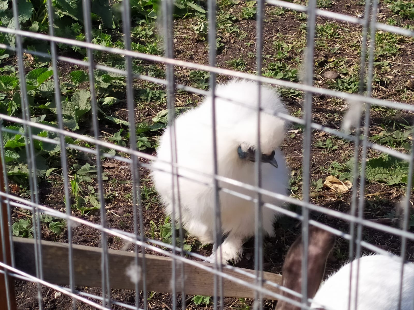 Васили Саитовой.