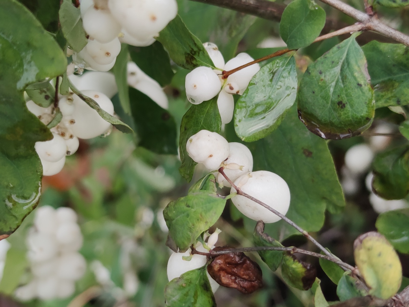 Дарьи Святохиной. «Общественная электронная газета».