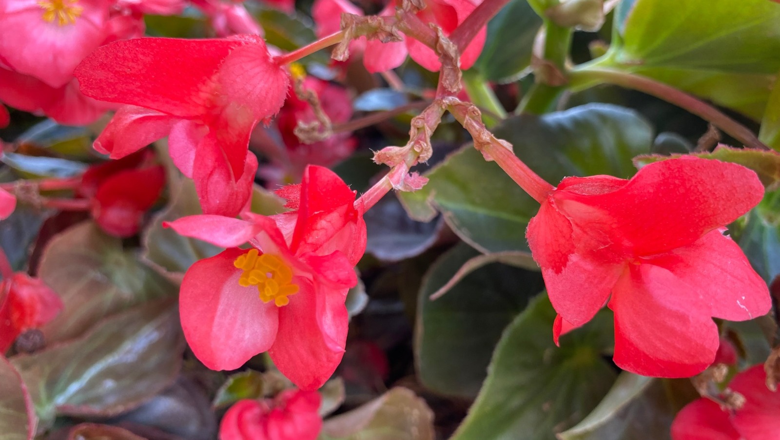 Елены Колоколовой.