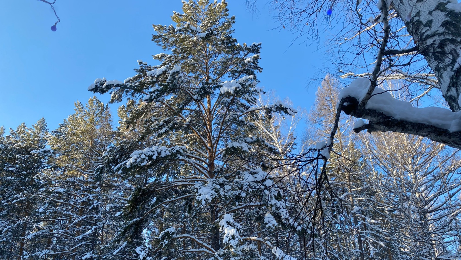 Елены Колоколовой.