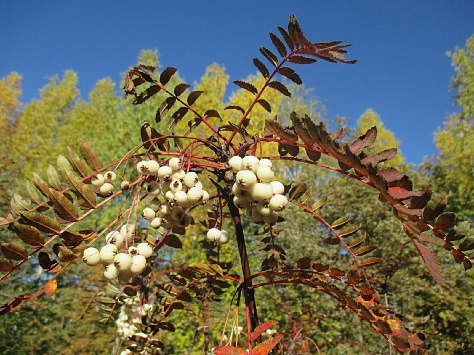 Фото предоставлено уфимским Ботсадом.