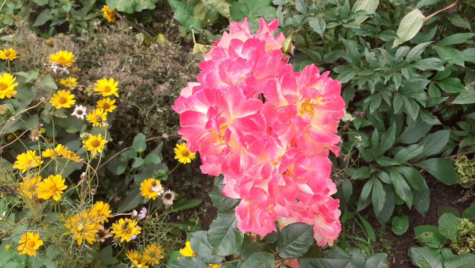 Владимира Шакиева.