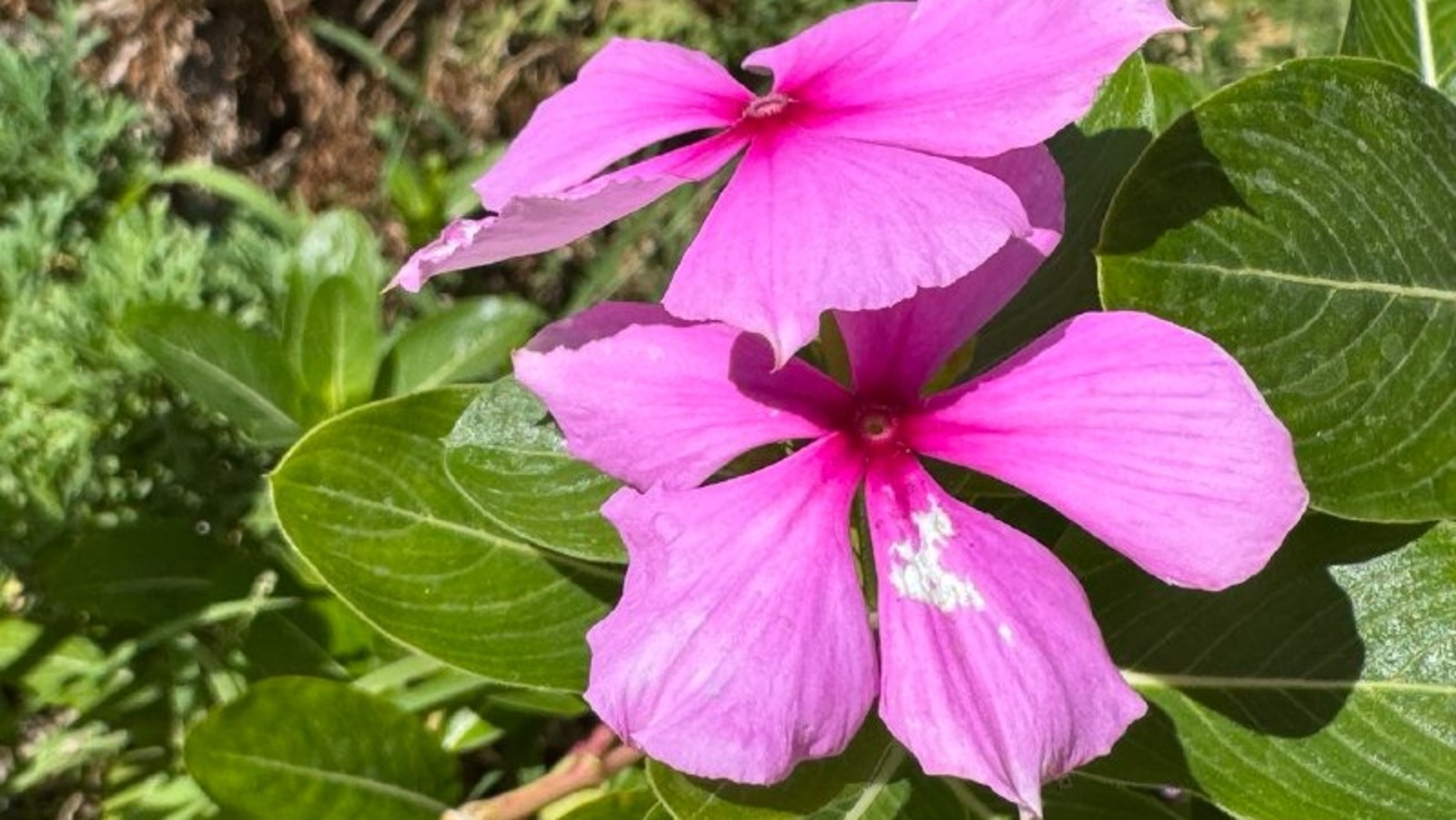 Елены Колоколовой. «Общественная электронная газета».