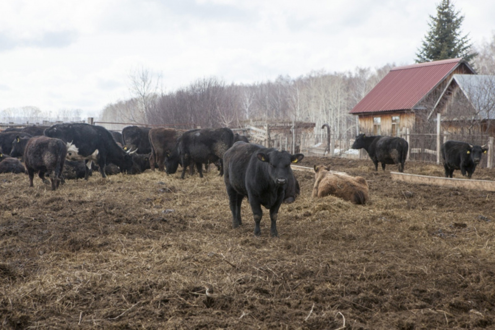 Фото Евгении Сюткиной.