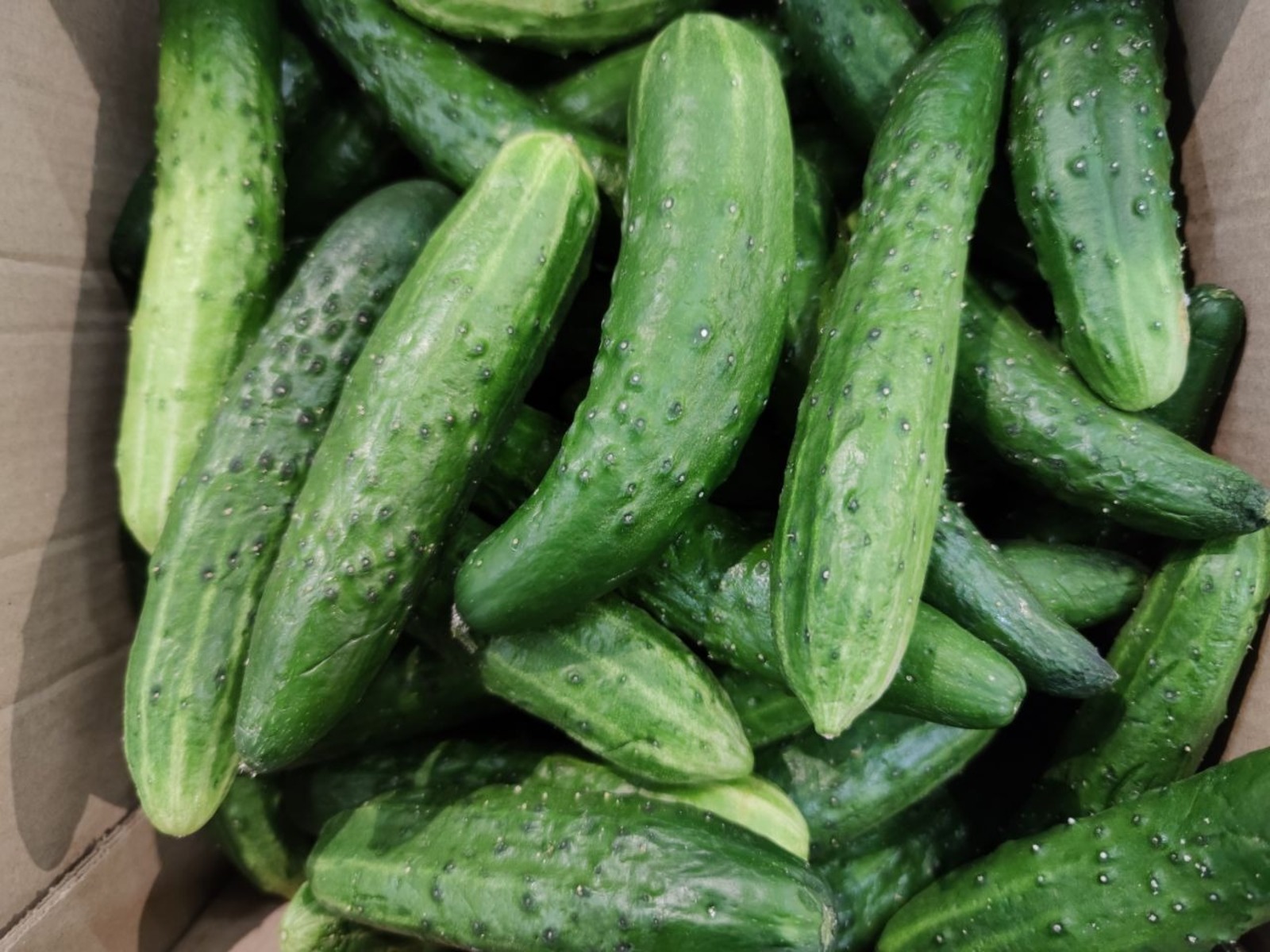 Дарьи Святохиной. «Общественная электронная газета».