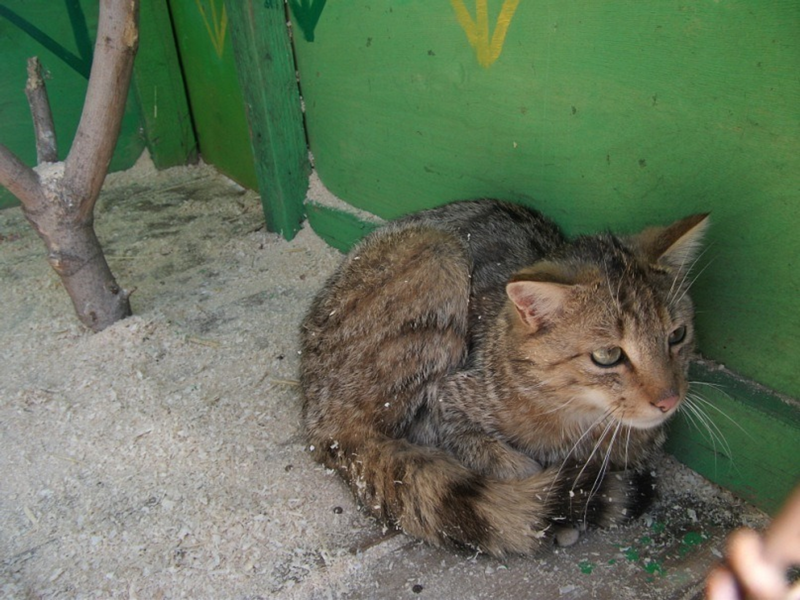 Васили Саитовой.