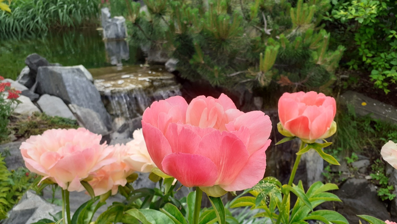 Владимира Шакиева.