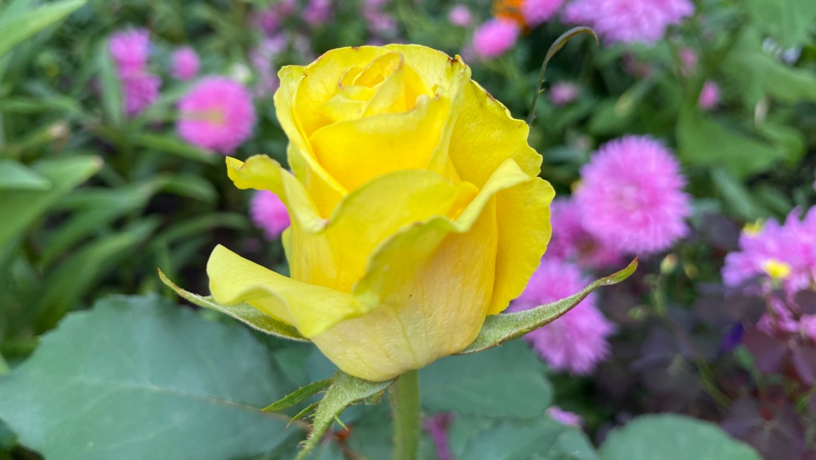 Елены Колоколовой.