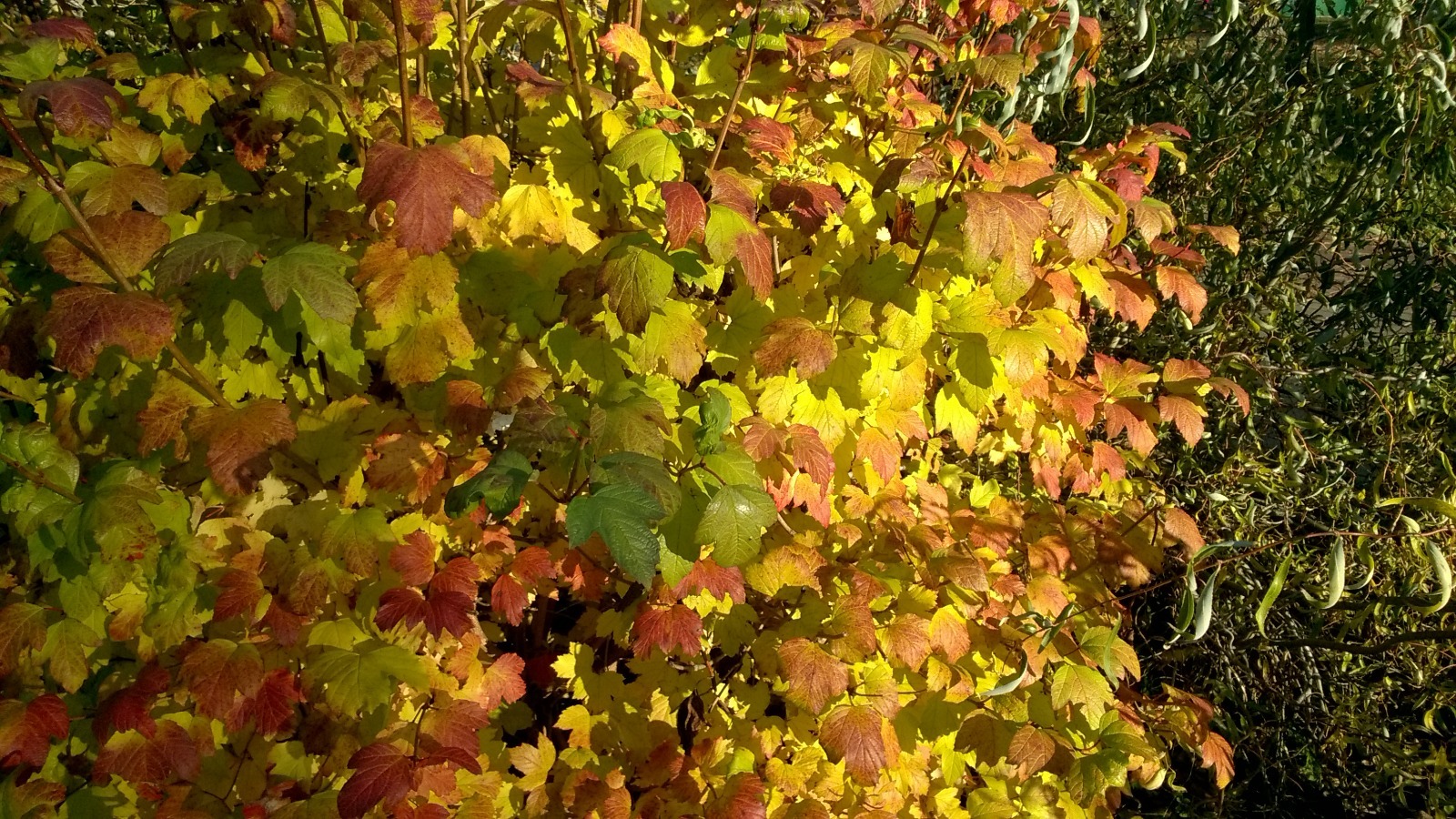 Дарьи Святохиной. «Общественная электронная газета».