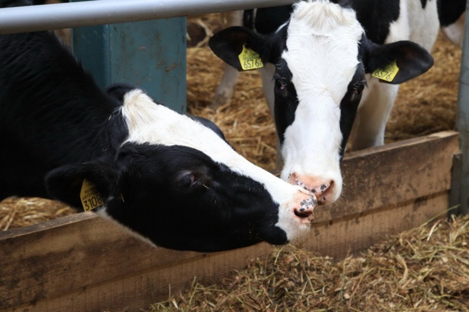 Олега Яровикова.