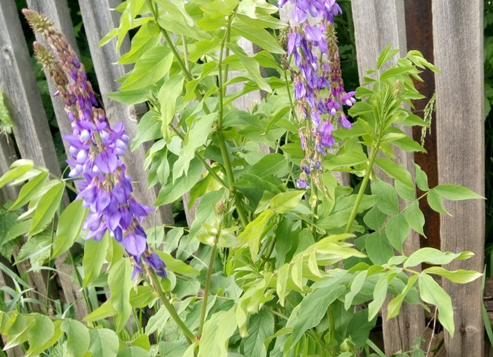 Фото Васили Саитовой.