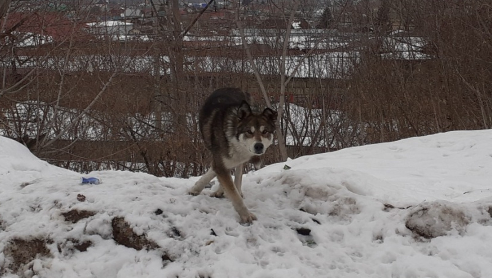 Владимира Шакиева.