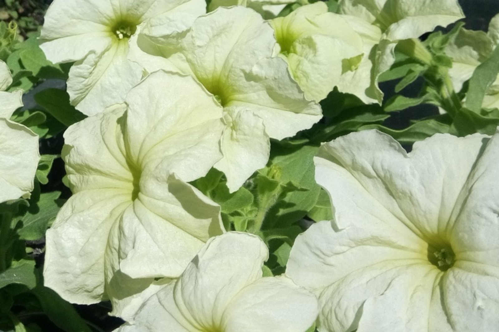 Фото Васили Саитовой.