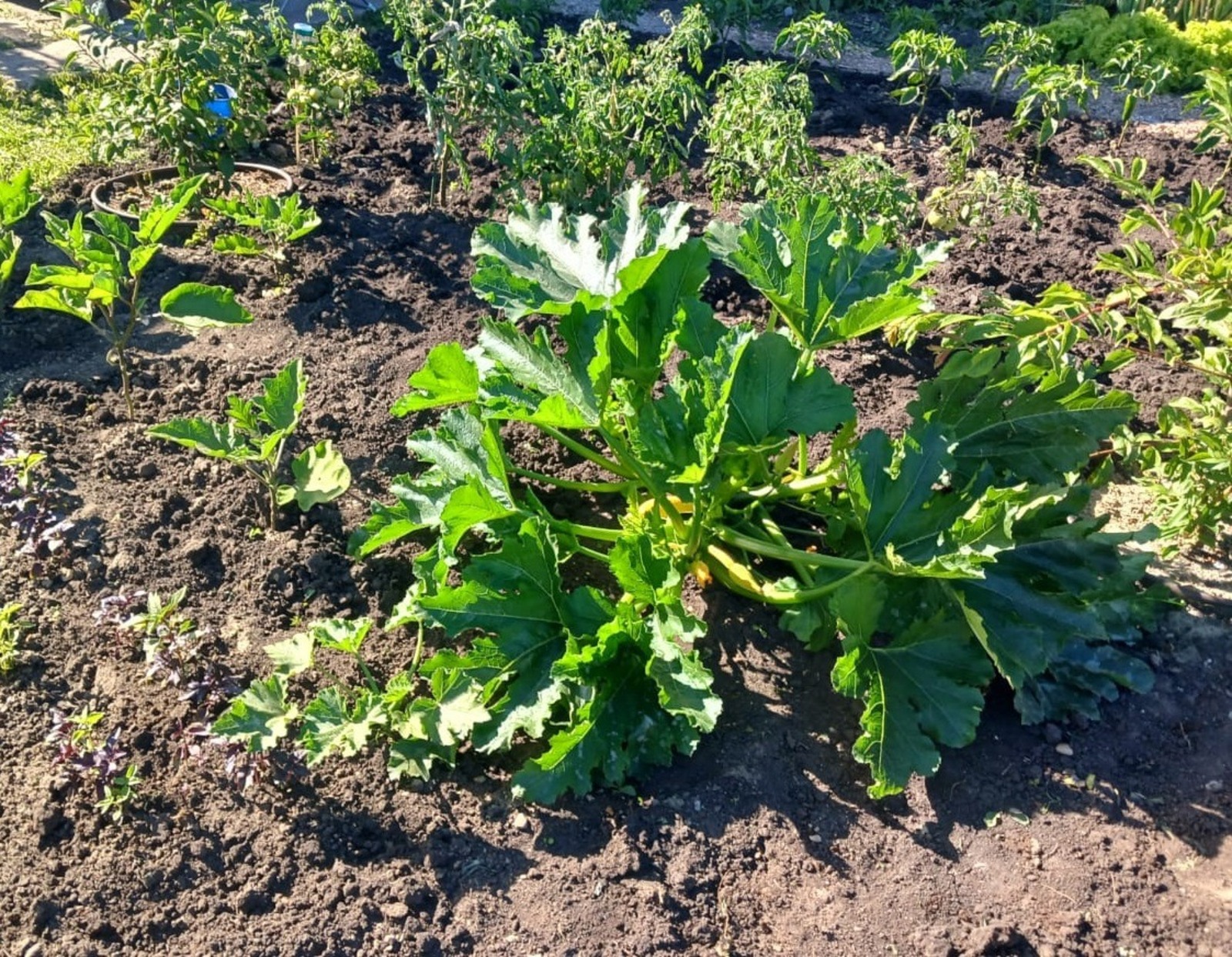 Васили Саитовой.