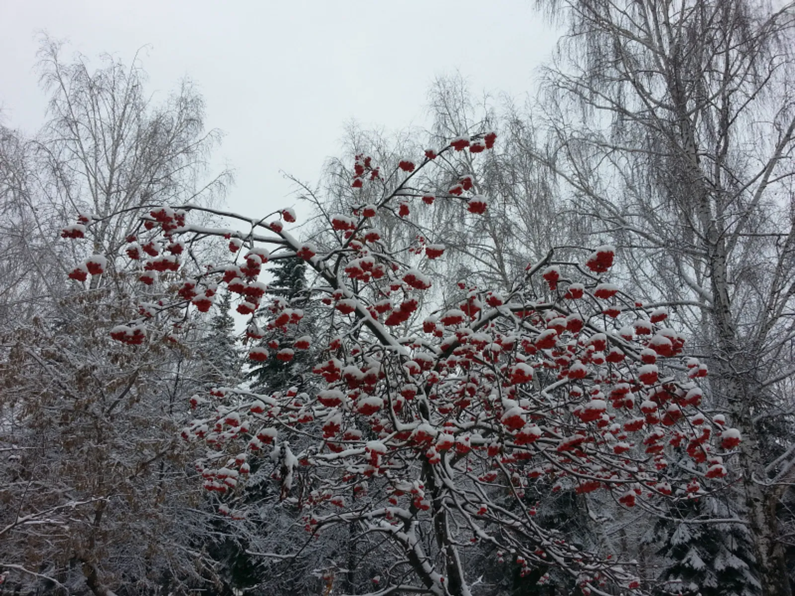 Фото автора.