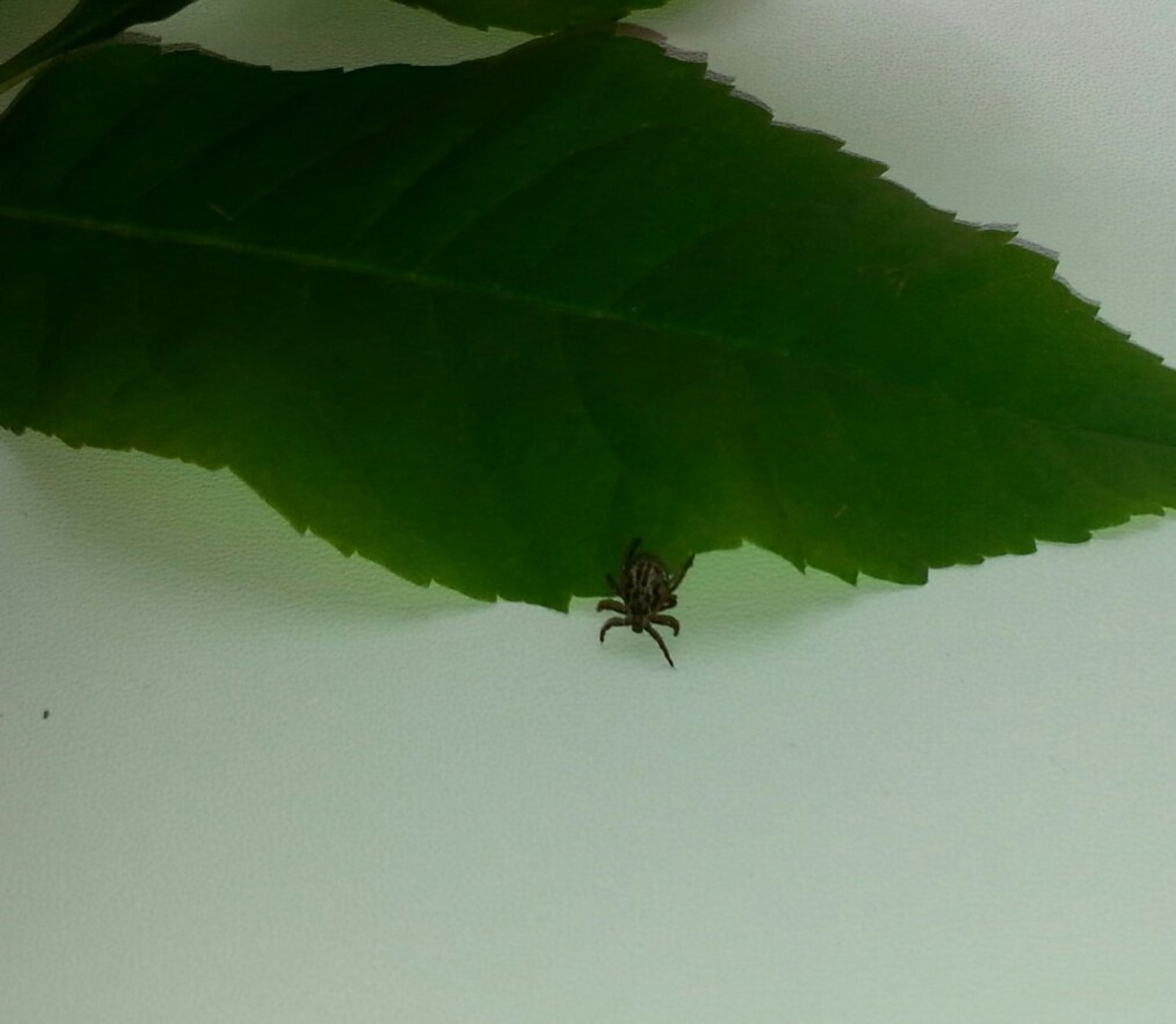 Дарьи Святохиной. «Общественная электронная газета».