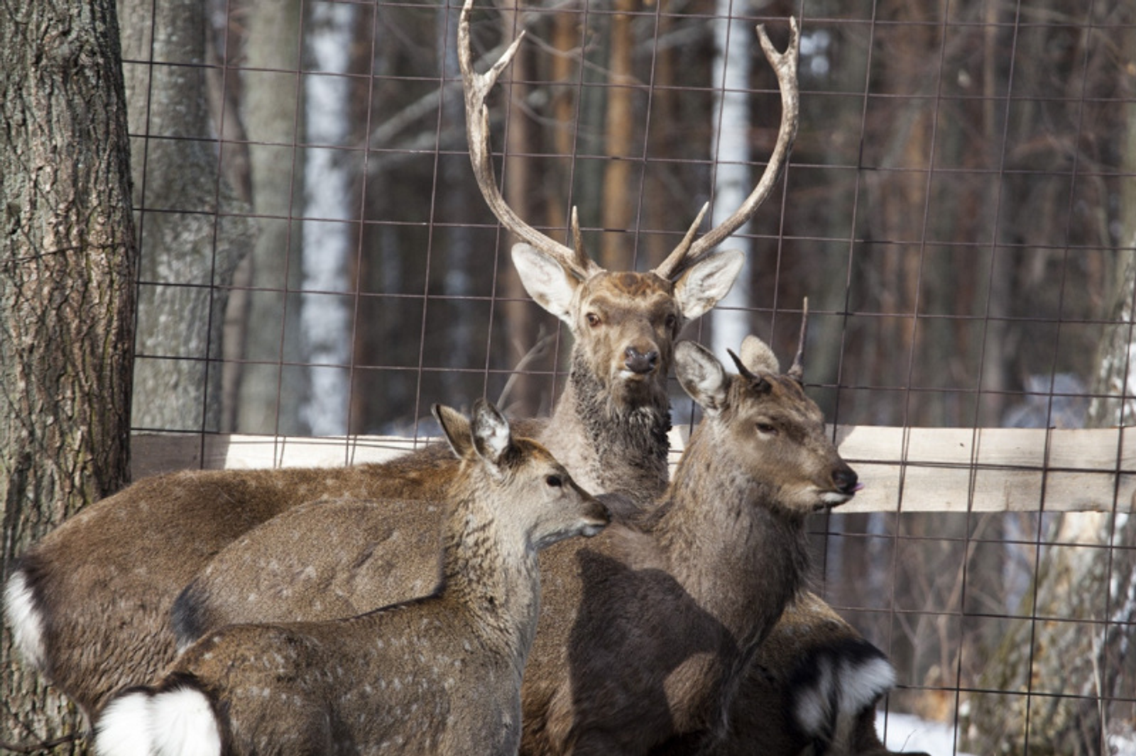 Фото Фаиля Абсатарова.