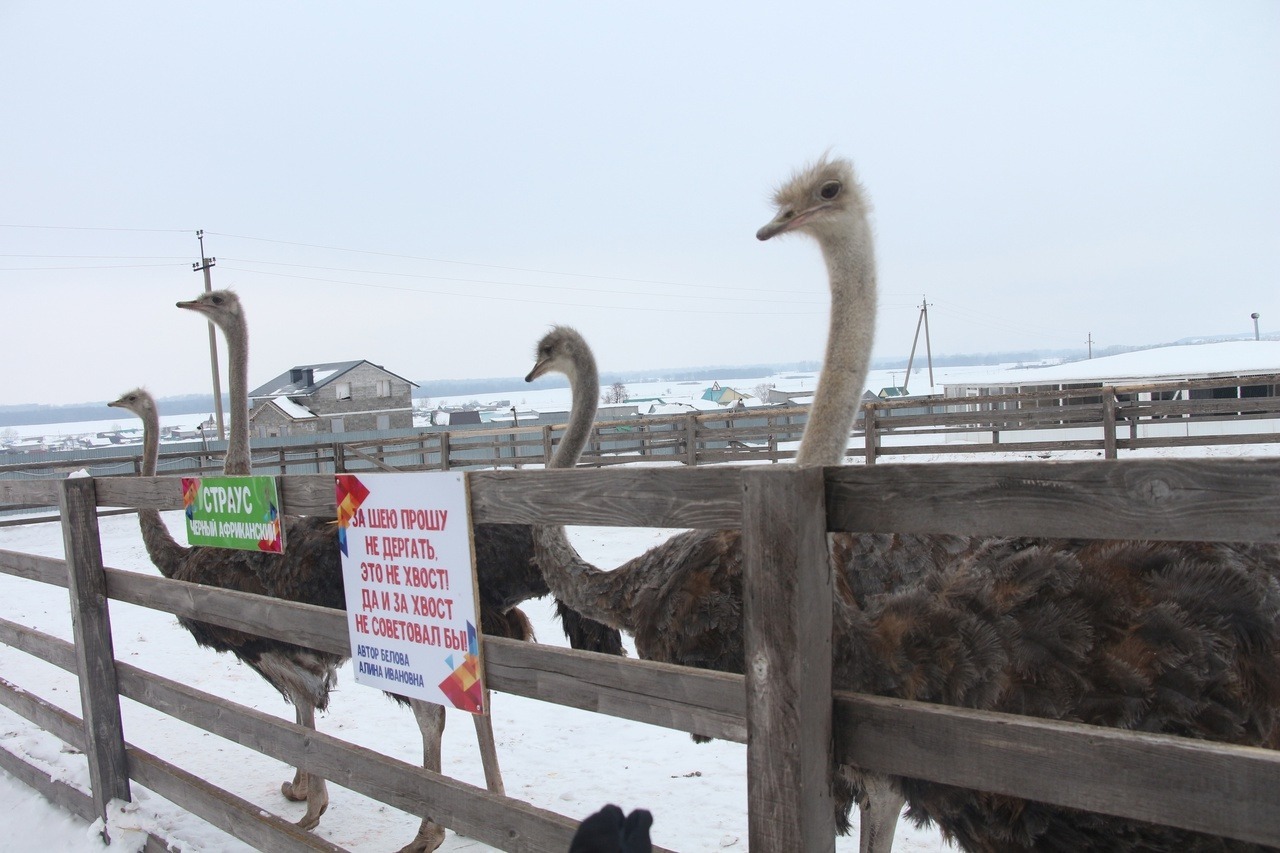 Евгении Сюткиной.