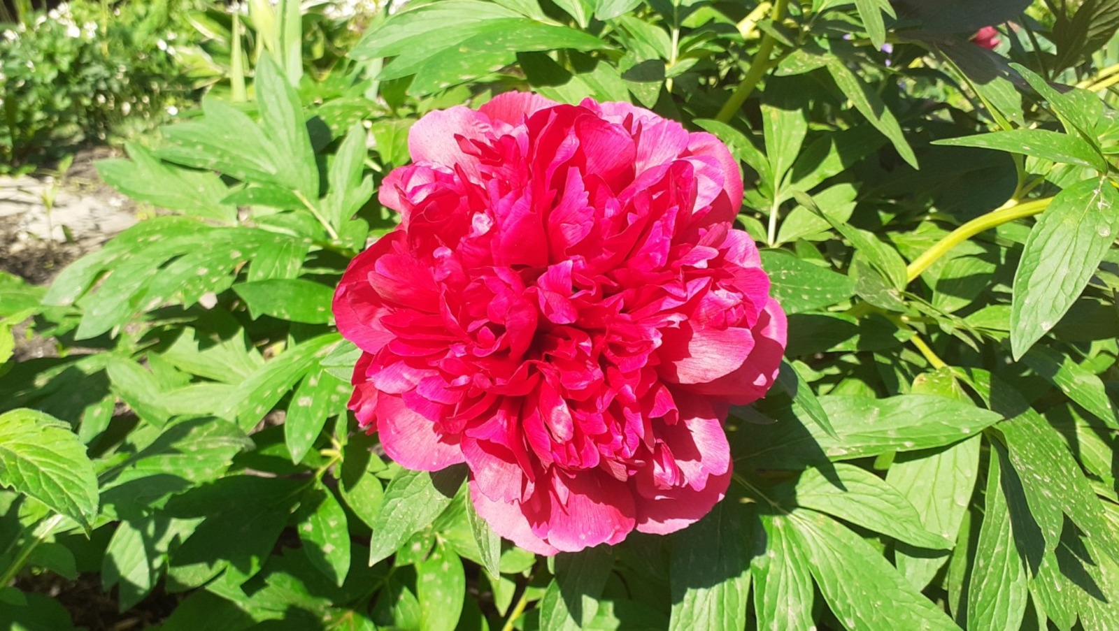 Владимира Шакиева.