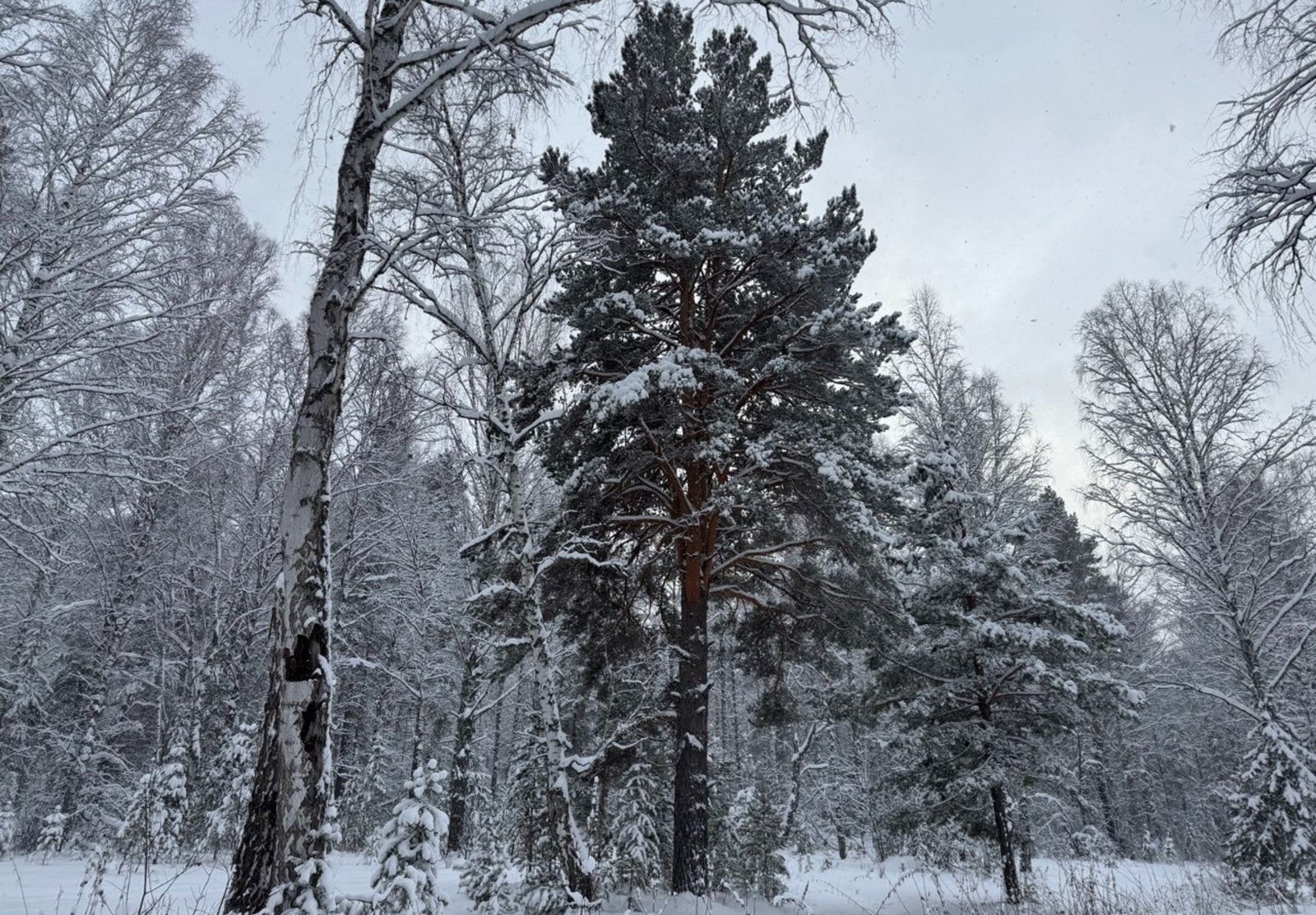Елены Колоколовой. «Общественная электронная газета».
