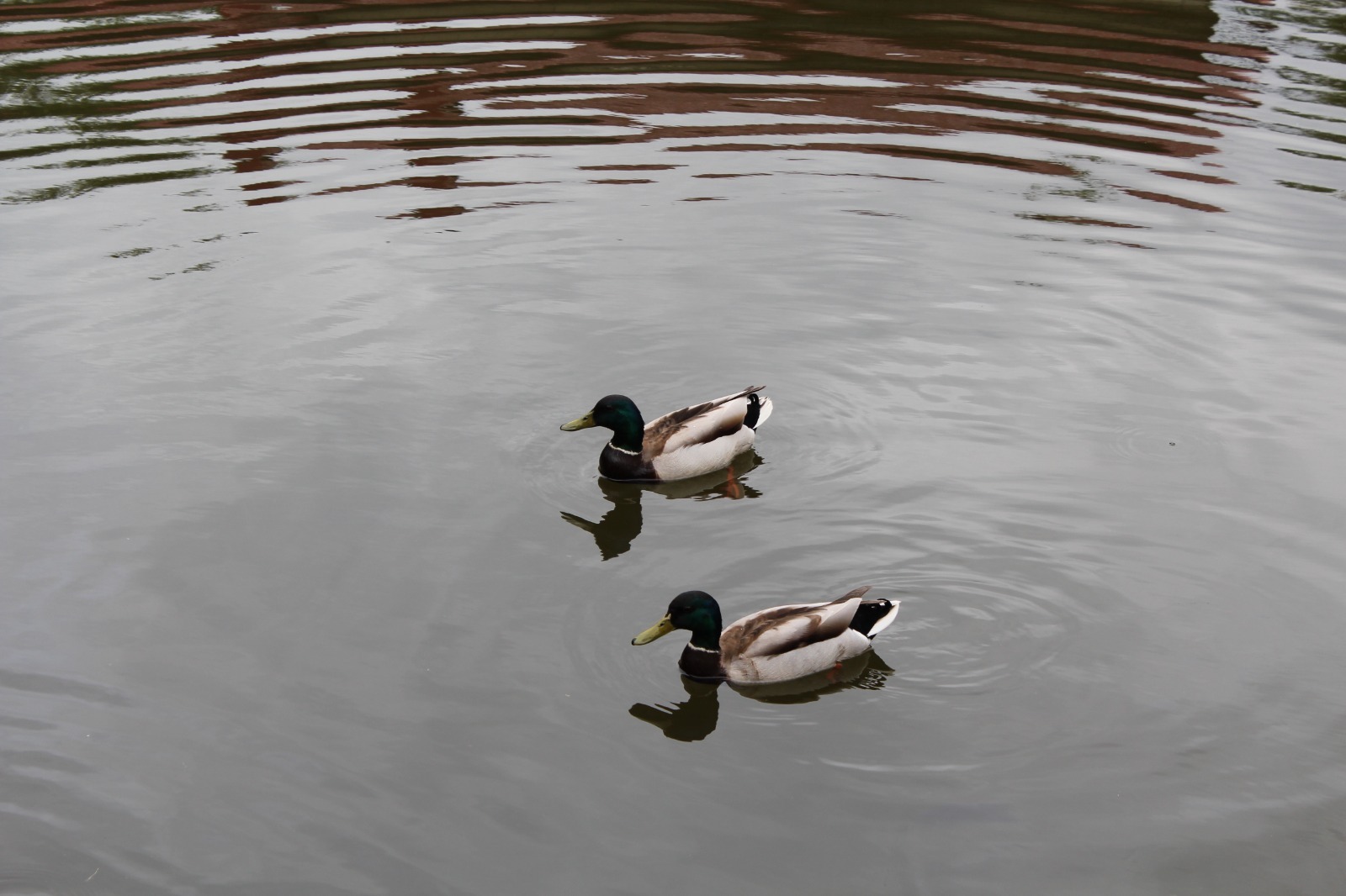 Дарьи Святохиной. «Общественная электронная газета».
