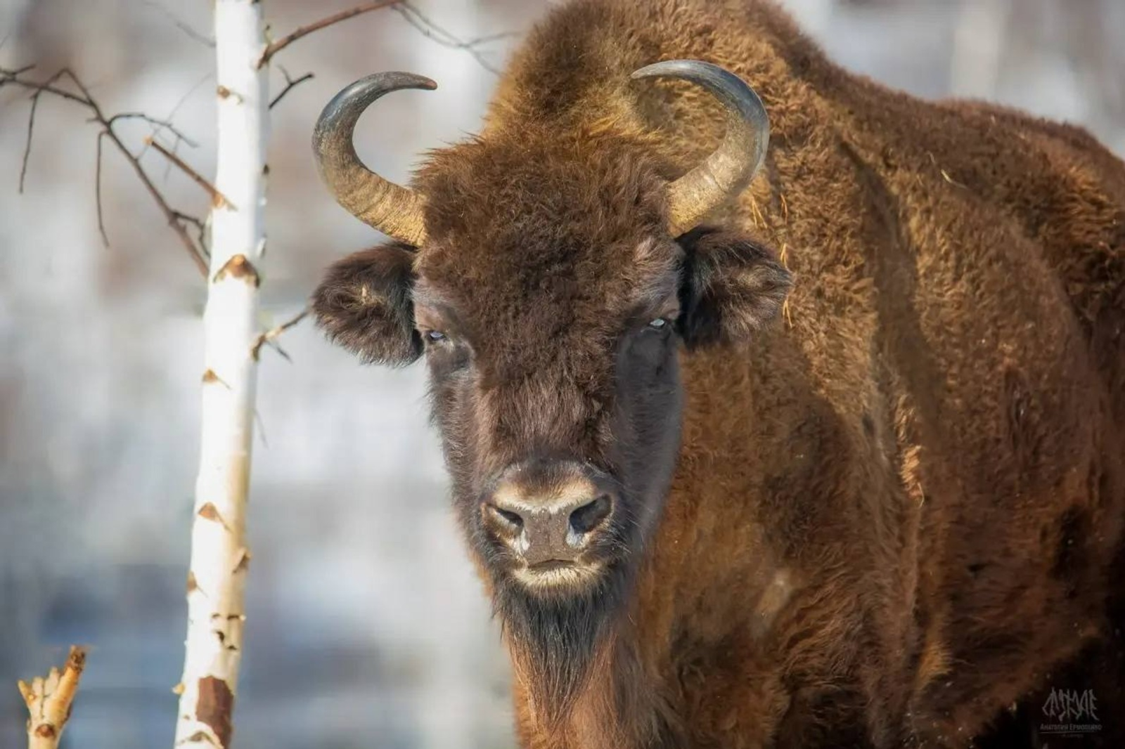 официальная страница Радия Хабирова. Telegram.