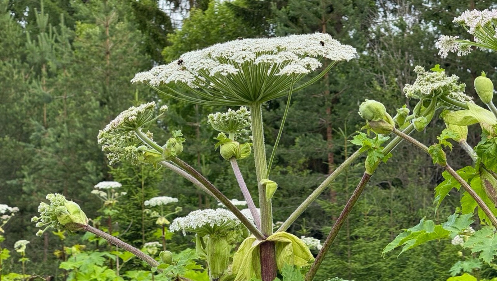 Елены Колоколовой.  «Общественная электронная газета».