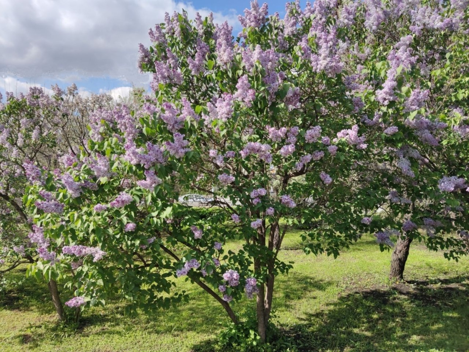 Дарьи Святохиной. «Общественная электронная газета».