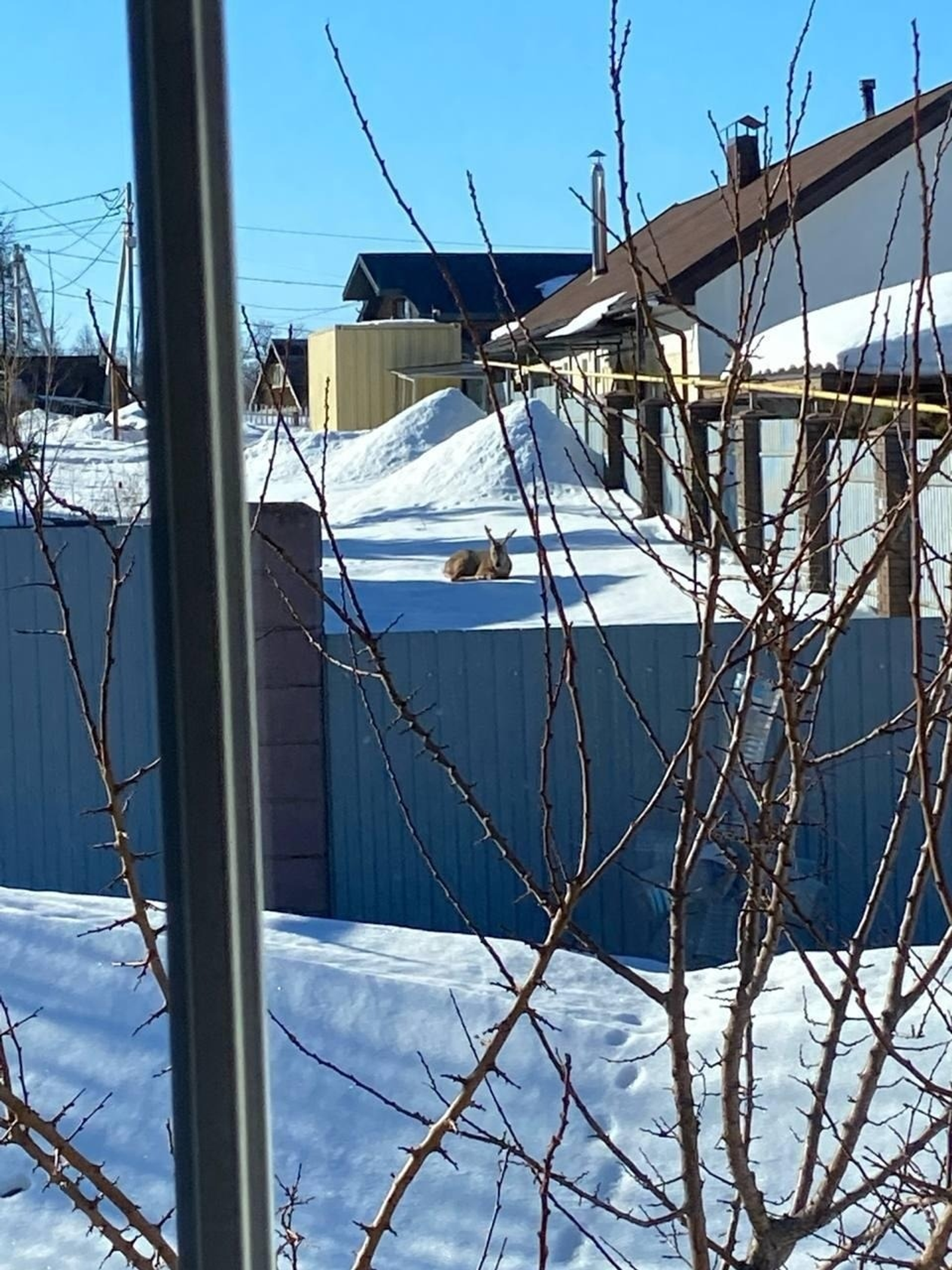 Центр реабилитации диких животных «Пин и Пуф». Центр реабилитации диких животных «Пин и Пуф».